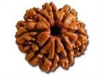 Picture of Eight Faced Rudraksha ( 8 Mukhi ) of Premium Quality