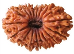 Picture of Eighteen Faced Rudraksha ( 18 Mukhi ) of Premium Quality  