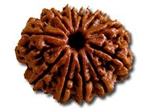 Picture of Eleven Faced Rudraksha ( 11 Mukhi ) of Premium Quality