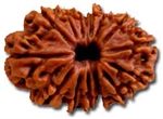 Picture of Fourteen Faced Rudraksha ( 14 Mukhi ) of Premium Quality