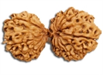 Picture of Gauri Shankar Rudraksha of Premium Quality 