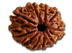Picture of Nine Faced Rudraksha ( 9 Mukhi ) of Premium Quality