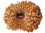 Picture of Nineteen Faced Rudraksha ( 19 Mukhi ) of Premium Quality