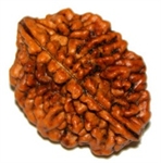 Picture of 2 Mukhi Indian Rudraksha
