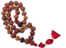 Picture of 7 mukhi (Seven faced) rudraksha mala , 36+1 beads of nepali origin